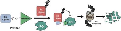 Light-Controllable PROTACs for Temporospatial Control of Protein Degradation